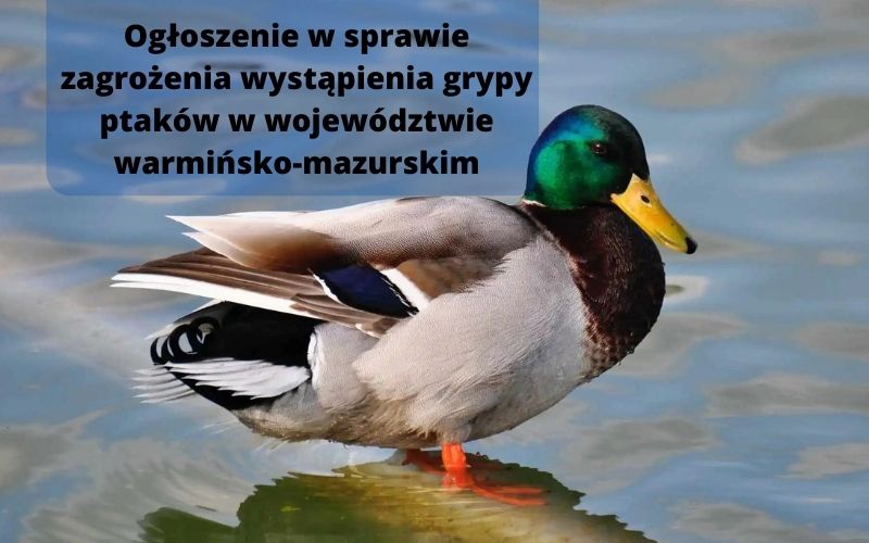 Ogłoszenie w sprawie zagrożenia wystąpienia grypy ptaków w województwie warmińsko-mazurskim