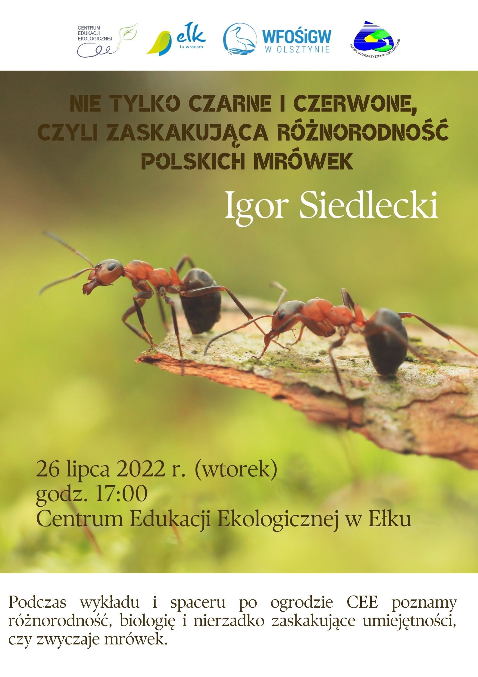 Nie tylko czarne i czerwone, czyli zaskakująca różnorodność polskich mrówek.jpg
