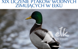 XIX Counting waterbirds wintering in Ełk