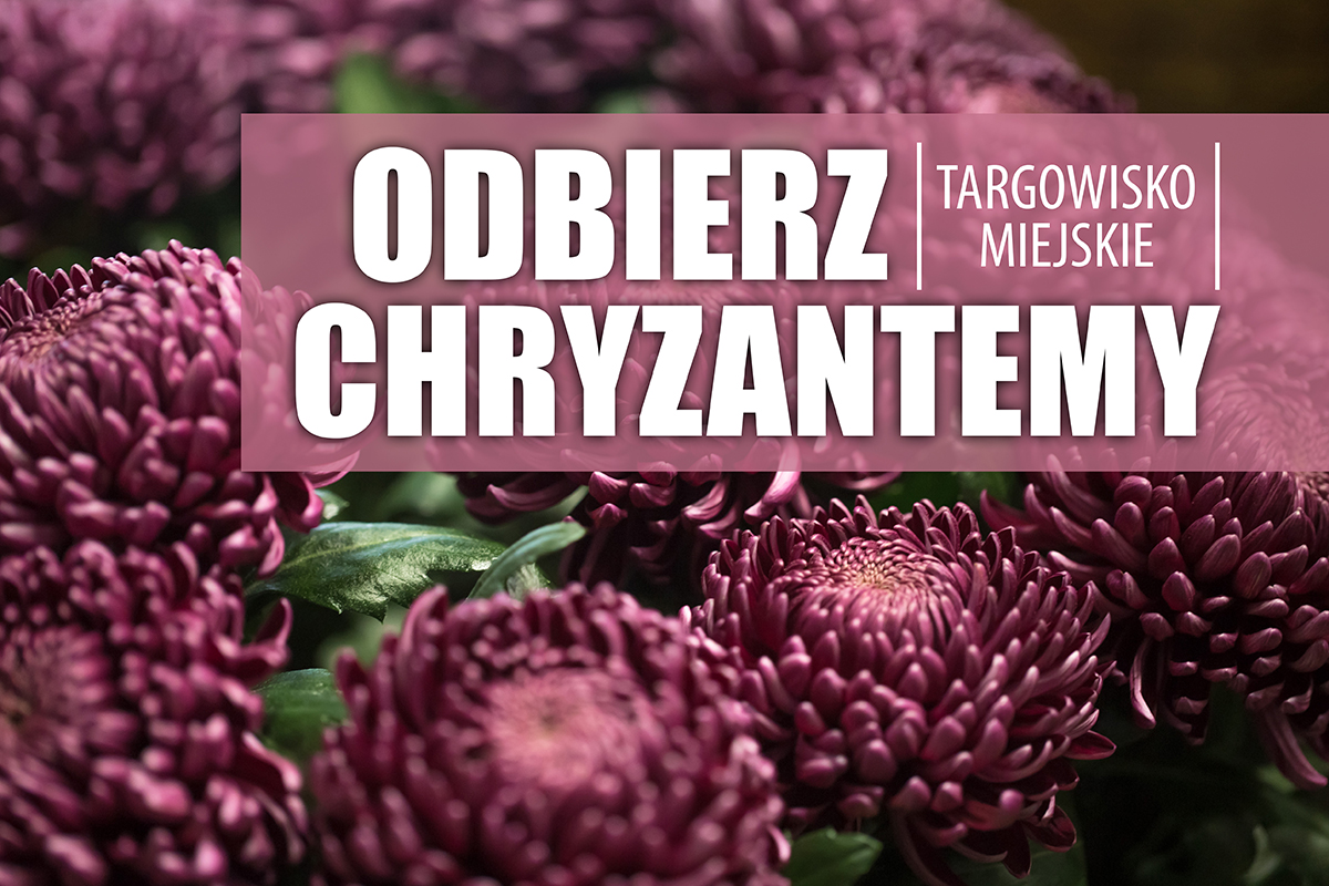 Receive chrysanthemums for free