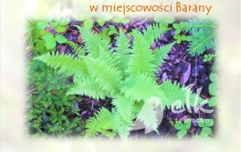 Spacer zielarski - magiczne rośliny na Noc Kupały