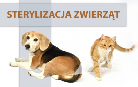 Zdjęcie: 0